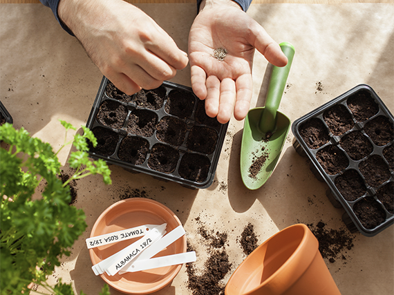Huerto urbano: es momento de iniciar los semilleros